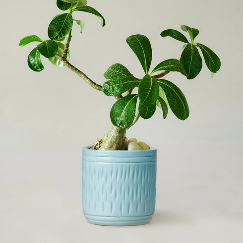 Blue Carved Cylindrical Ceramic Clay Pots - The Earth Store - Vase